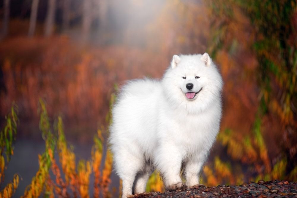 Liels balts samojedu suns stāv skaistā mežā.