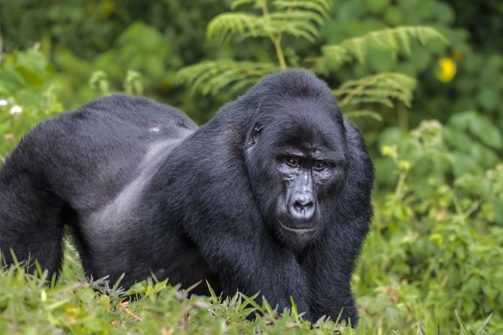 Lelaki belakang perak gorila timur di hutan hujan.