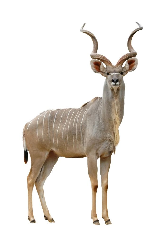 Kudu aïllat sobre fons blanc