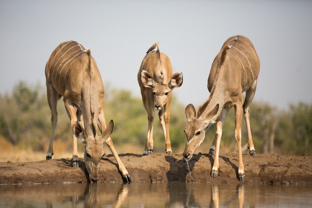 Dos adults i un nadó kudu