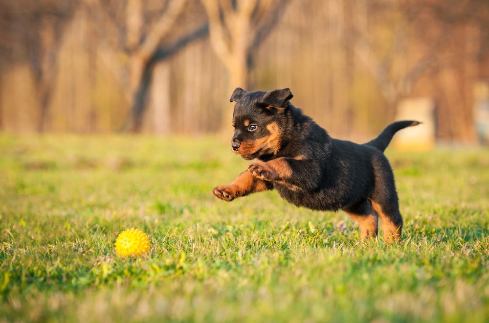 Rotveileris (Canis familiaris) - šuniukas, besivaikantis kamuolio