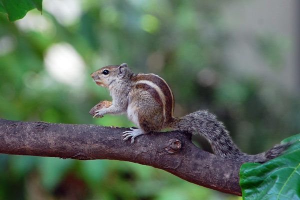 Diferența dintre veveriță și chipmunk - - ȘTiință și natură Viziunea unui chipmunk
