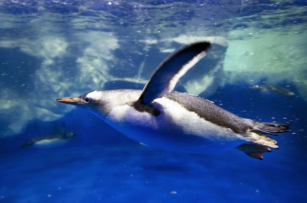 „Gentoo Penguins“ maudosi po pietų Arkties vandenyno vandenimi