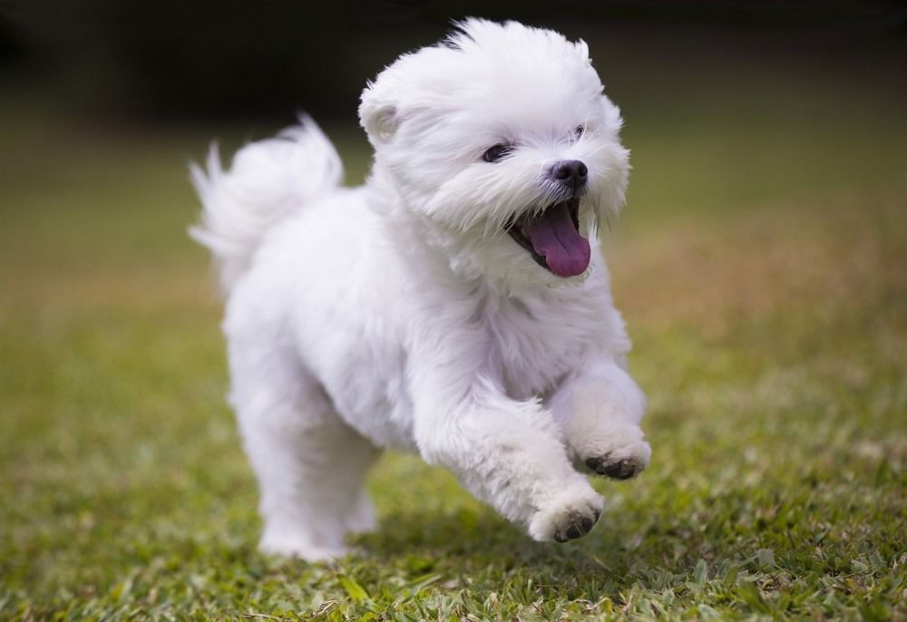 Anak anjing Malta berlari di rumput