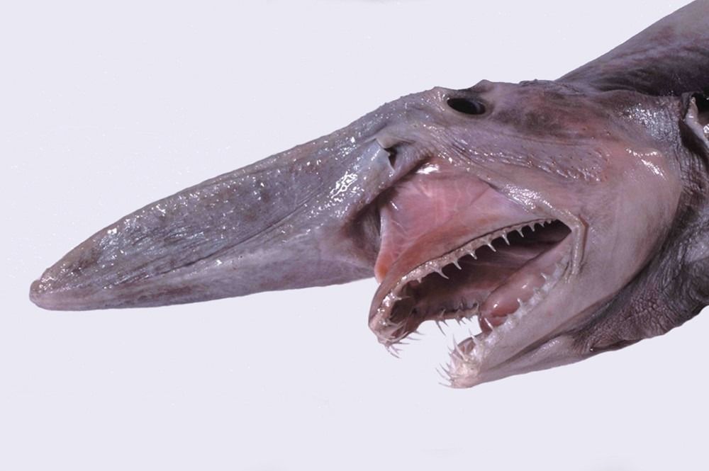 Glava morskog psa goblina (Mitsukurina owstoni) s ispruženim čeljustima