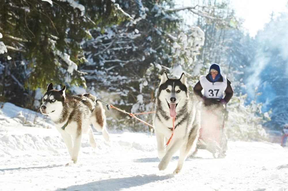 Siberia huskies adalah jenis anjing yang sangat menyerupai serigala