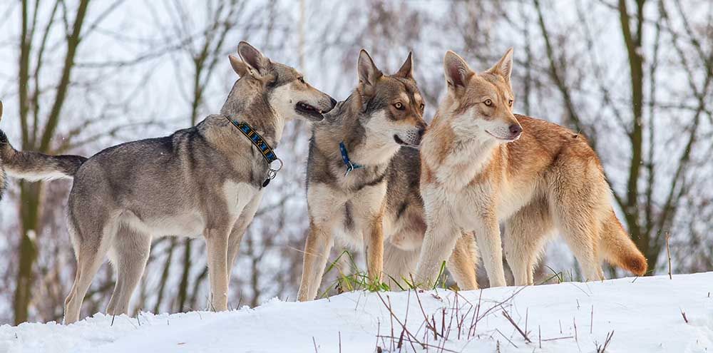 Sebungkus Saarloos Wolfdogs, baka anjing seperti serigala, di salji