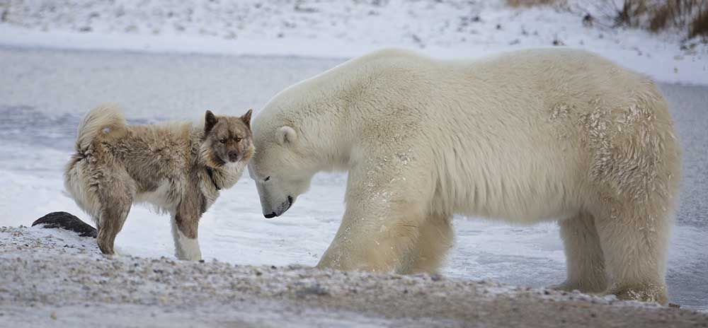 Канадско ескимо куче се мотае с бяла мечка