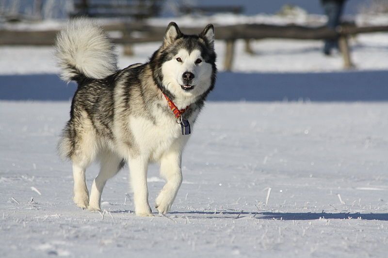 Аляскински маламут. куче, което прилича на вълк, в снега