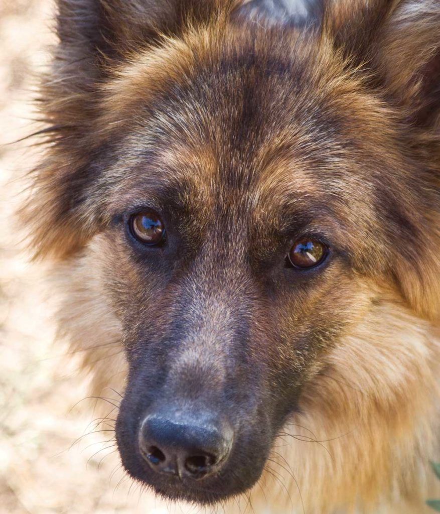 Американските елзаси са порода кучета, които приличат на вълци