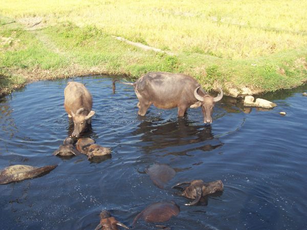 Vandbøfler bader i et synkehul i Vietnam