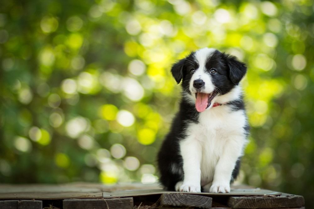 Portret nevjerojatnog zdravog i sretnog šteneta crno-bijelog border collieja