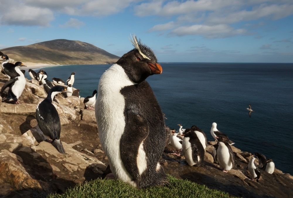 Od blizu pingvin Rockhopper (Eudyptes chrysocome), ki stoji v skupini pingvinov in cesarskih kormoranov na obalnem območju Falklandskih otokov.
