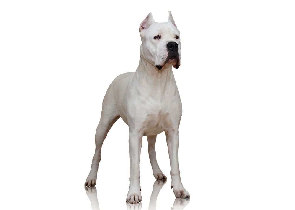 En Dogo Argentino hund som isoleras på en vit bakgrund