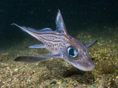 barracuda - Sphyraena - barracuda petita que neda prop del corall