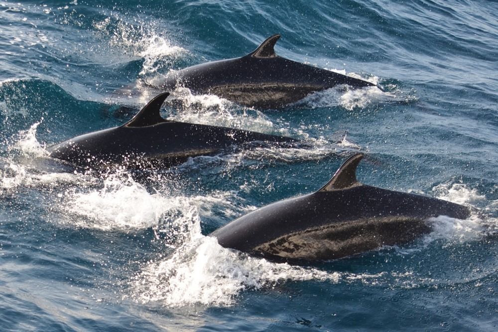 تسبح الحيتان القاتلة الكاذبة معًا