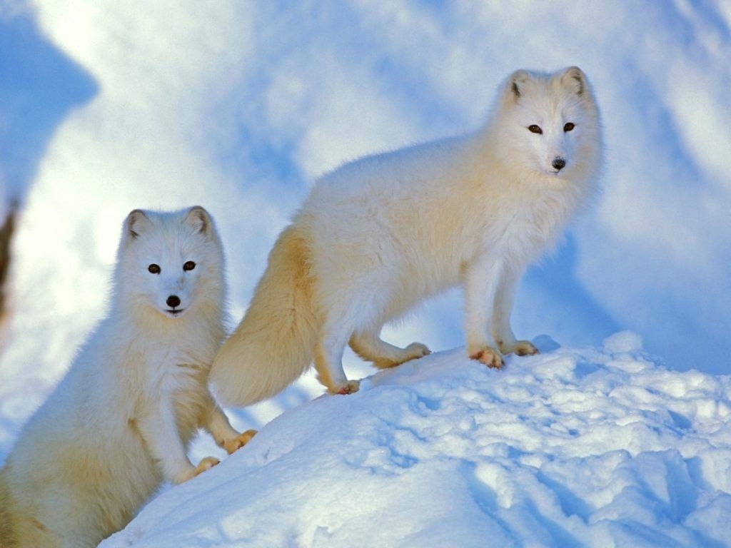 สุนัขจิ้งจอกอาร์กติกคู่หนึ่งยืนอยู่ด้วยกันบนเนินหิมะ