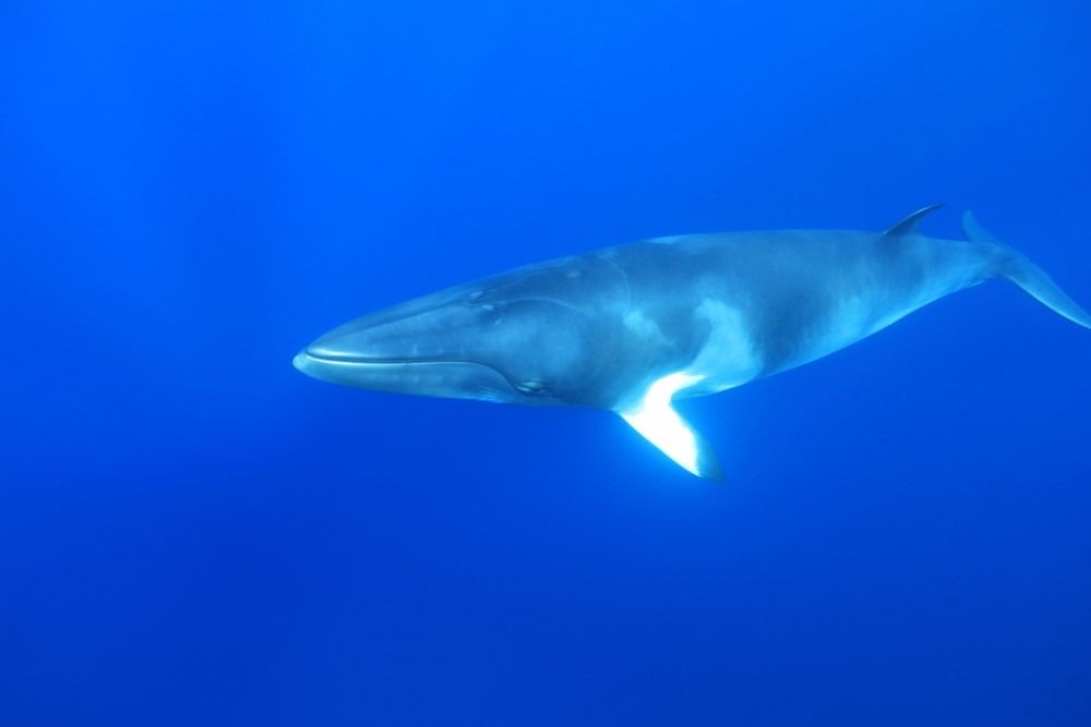 Dwarf minke whale (Balaenoptera acutorostrata) sa ilalim ng tubig sa Great Barrier Reef