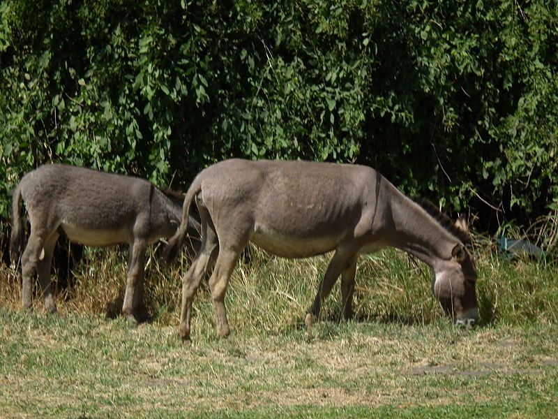 Afrikkalainen aasi, Equus asinus, kuva otettu Tansaniassa