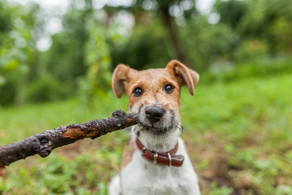 Cadell de Fox Terrier amb un pal a la boca
