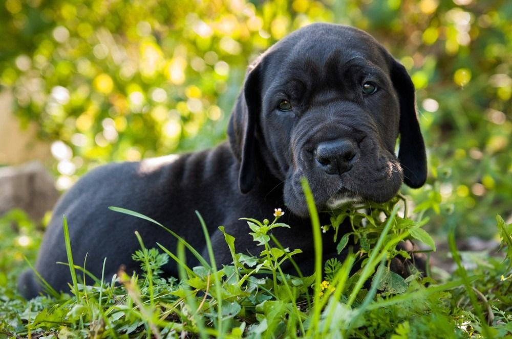 Gražus juodo dogų šuns šuniuko portretas