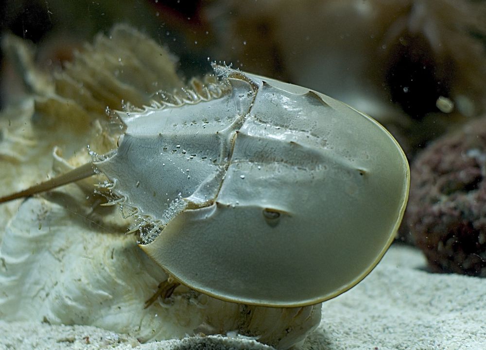 Horseshoe Crab i vand