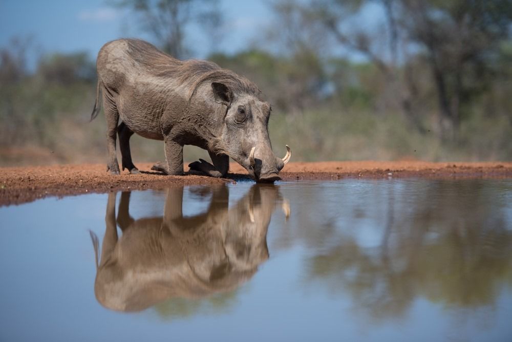 남아프리카 Karongwe Game Reserve의 은신처에서 수영장에서 술을 마시기 위해 무릎을 꿇고있는 멧돼지의 수평, 전체 길이, 컬러 이미지.