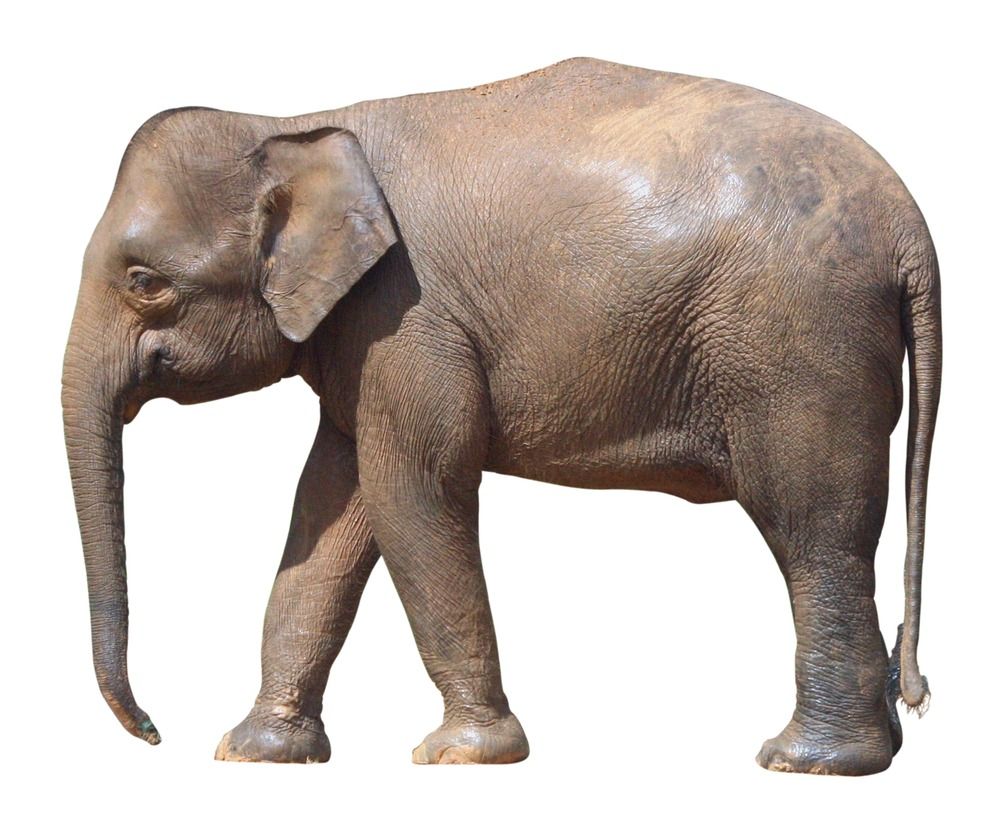 Elefante de Bornéu isolado em um fundo branco