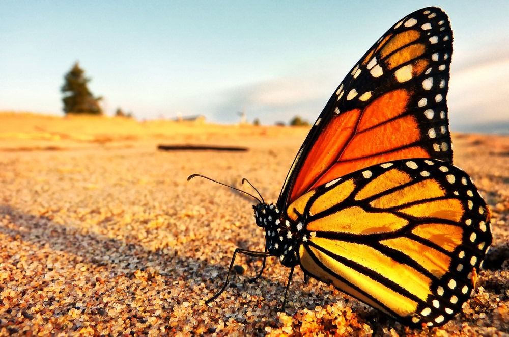 Пеперуда монарх прави заслужена почивка на брега на езерото Супериор в Минесота при завръщането си на север от Канада от Мексико.
