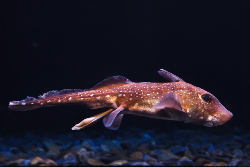 Chimaera - Täplikkäinen kalakala