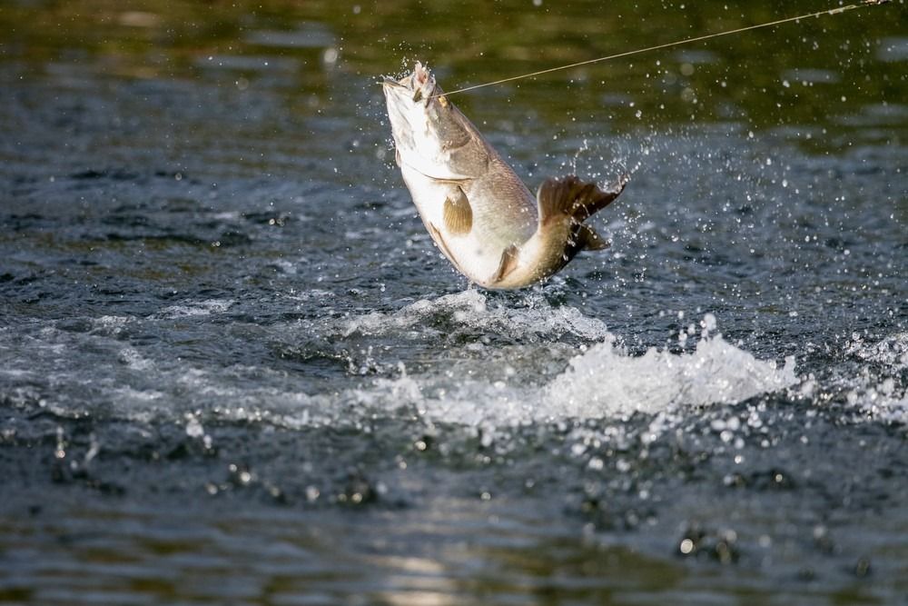 Barramundi hoppar upp i luften när den hakas av en fiskare som fiskar