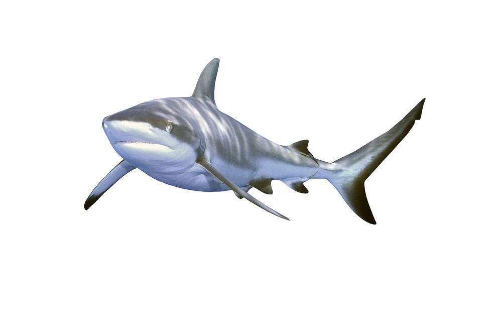 ग्रे रीफ शार्क सफेद पृष्ठभूमि पर अलग-थलग