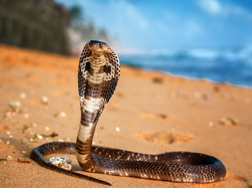 समुद्र तट की रेत पर किंग कोबरा जीते