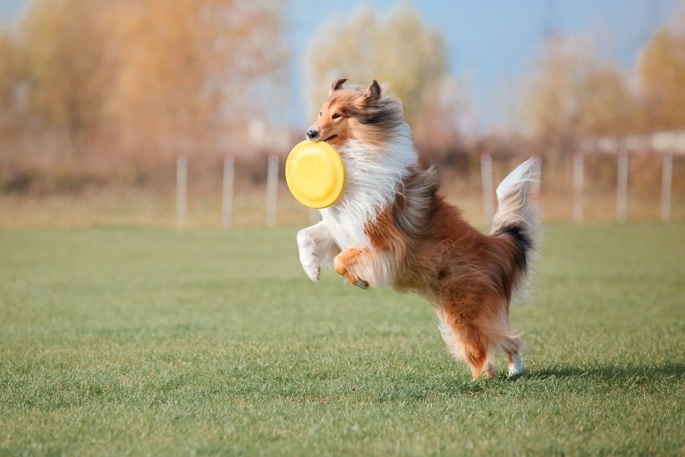 Anjing Rough Collie menangkap cakera plastik