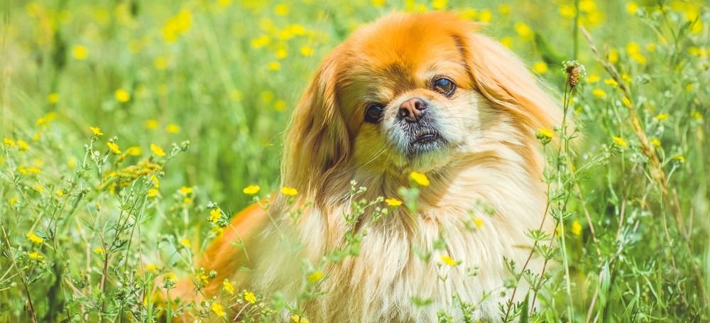 Ljubek in prijeten zlati pekineški pes v parku se igra