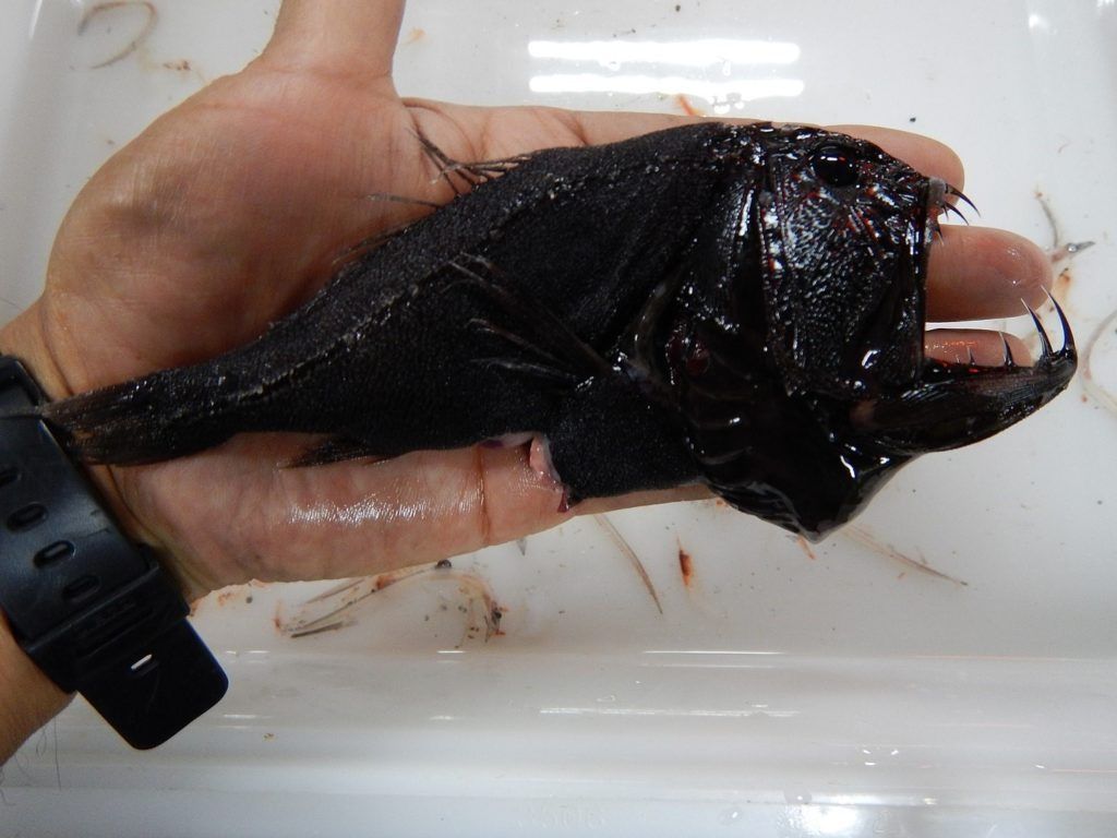 Fangtooth fisk fångad av trålare