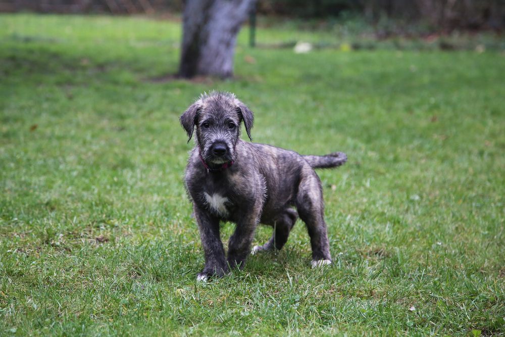 Irish Wolfhound (Canisiliaris) - ลูกสุนัขหมาป่าไอริช