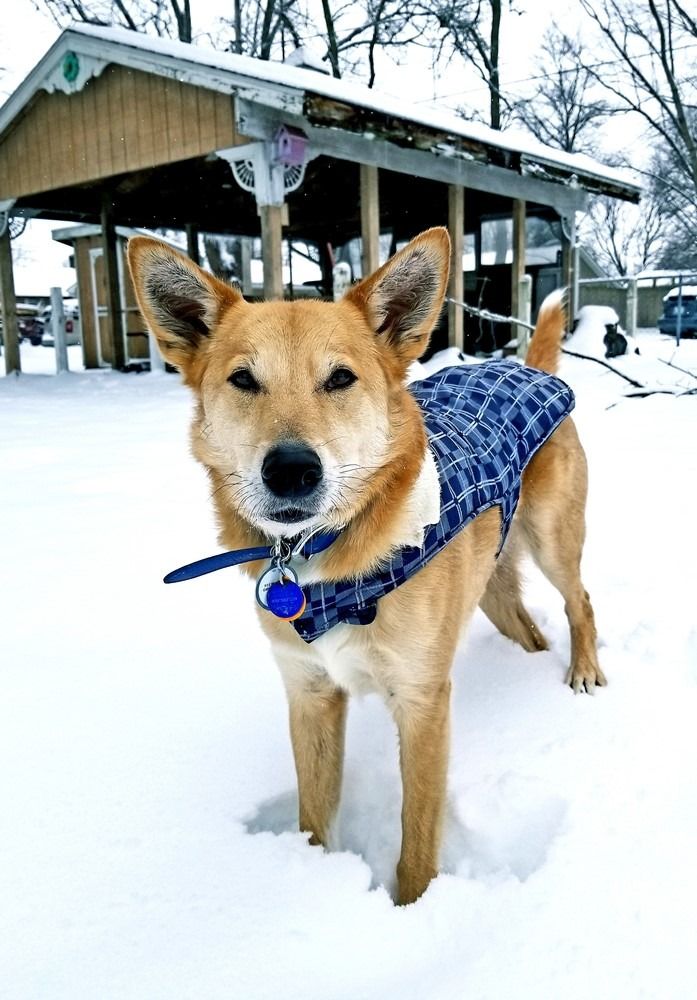 बर्फ में कैरोलिना कुत्ता