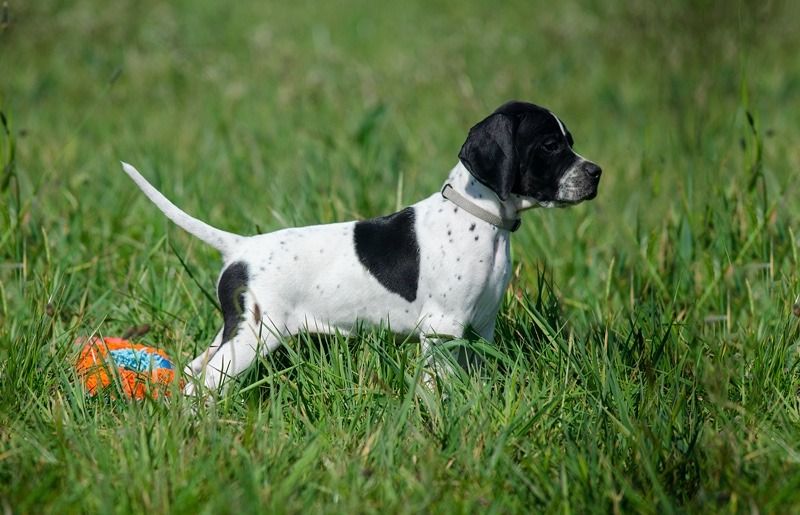 Черно-бяло кученце с показалец