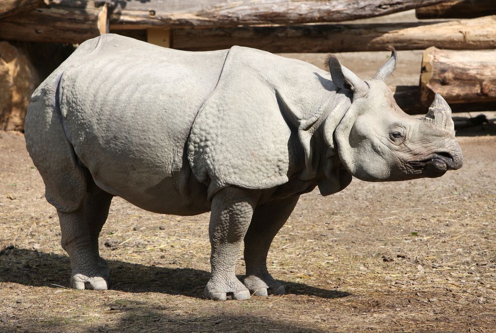 Javan Rhinoceros (Rhinoceros Sondaicus)