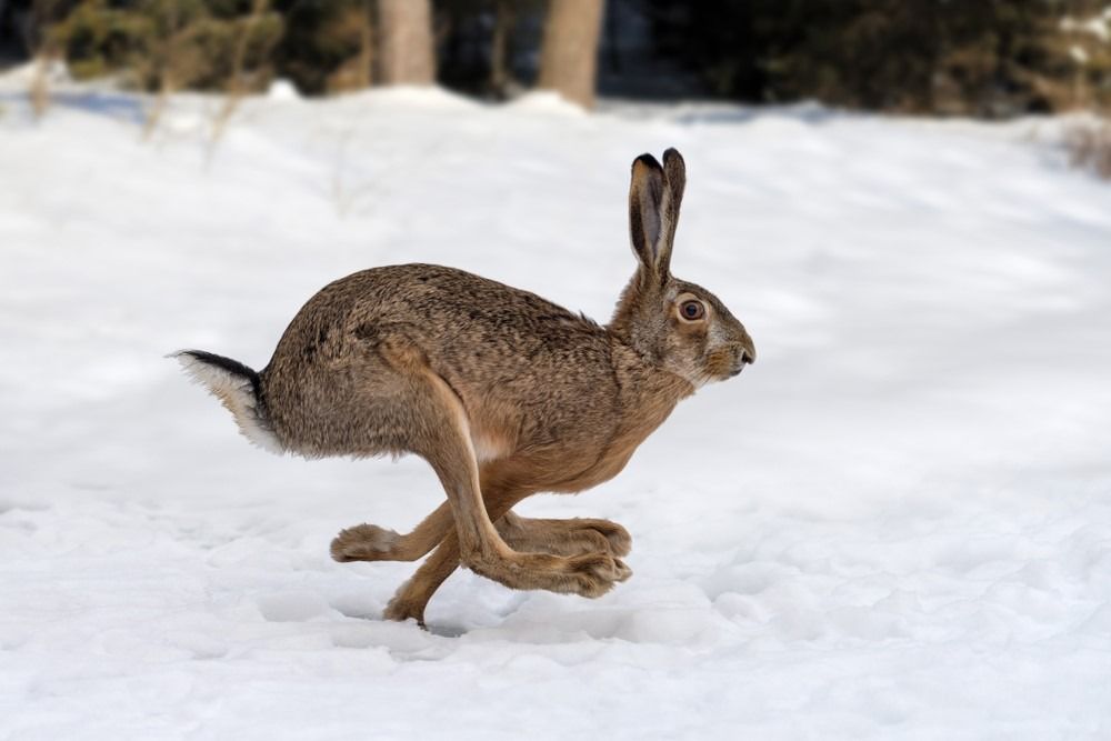 أرنب يركض في الغابة الشتوية