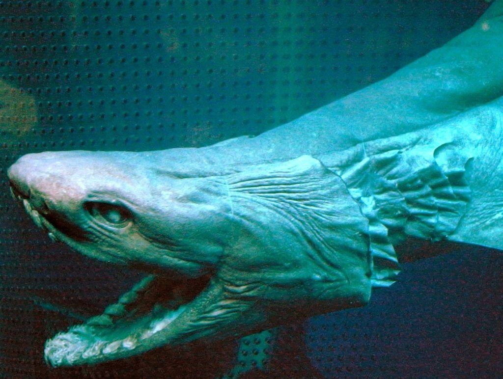 Morski pes na žaru (Chlamydoselachus anguineus)
