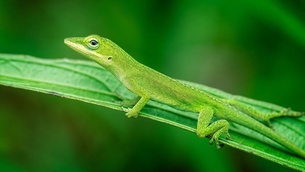 Green Anole Lizard nakakarelaks