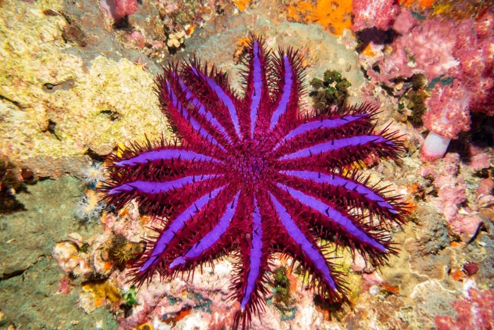 Crown of Thorns Starfish (Purple Variant) Tajska