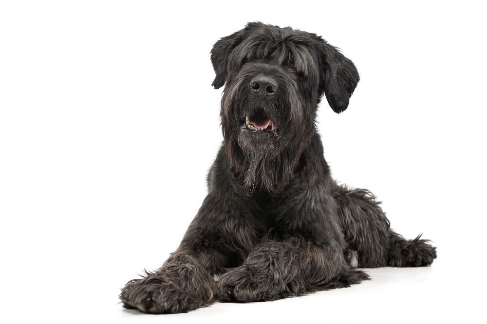 Ang Black Russian Terrier ay nakahiwalay sa isang puting background