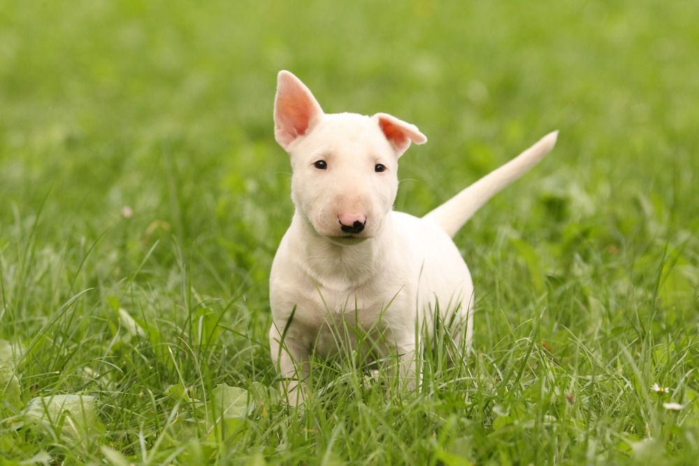 White bull terrier yavrusu