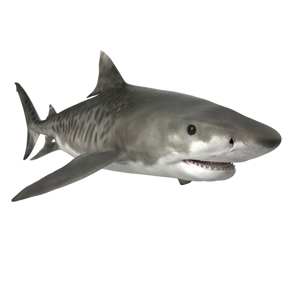 Тигрова ајкула