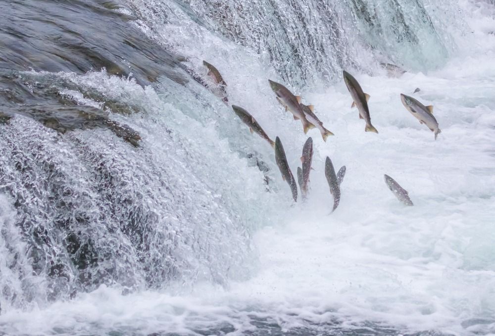Skakanje lososa na Aljasci