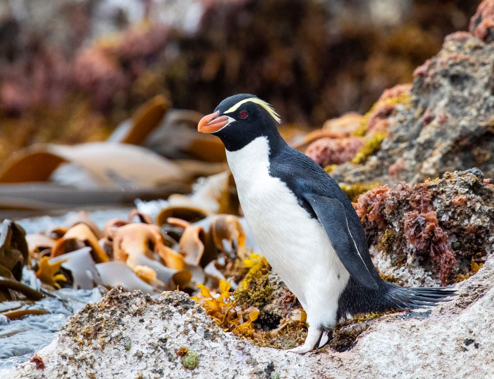 Kuoduotas pingvinas ant uolų