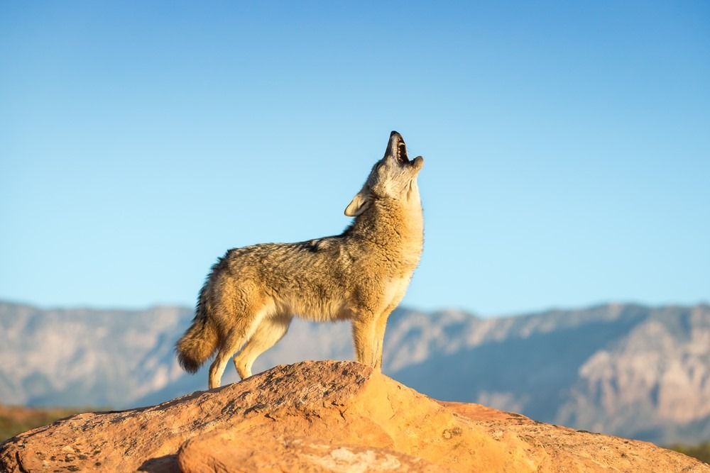 Kojot, ki stoji na skalni tvorbi, ki zavija s puščavo, gorami in modrim nebom v ozadju